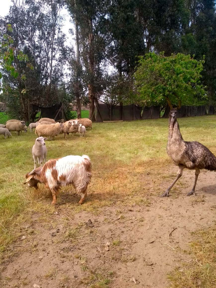 Granja Emú Campos de Ñuble